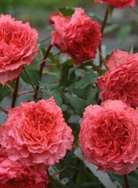 庭院灌木切花欧月日月花瓣带花苞