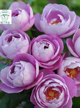 欧月羊脂香水月季花 浓香多花月季阳台绿植盆栽丰花月季 淡紫色