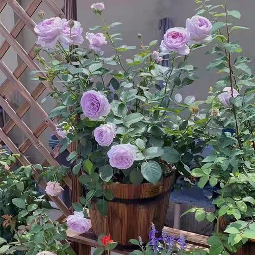 蓝色风暴花苗带苞大重瓣