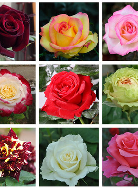 盆栽花卉庭院阳台玫瑰