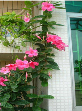 双线藤飘香藤花苗盆栽双喜藤室内