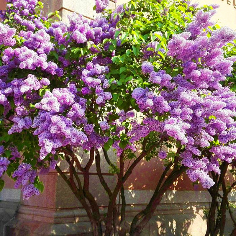 丁香花树苗盆栽地栽开花浓香四季庭院紫丁香花苗花卉北方耐寒植物