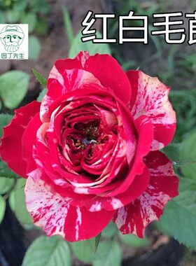 欧月月季花苗中大苗 红白毛茛/彼得毛莨 多头切花条纹月 阳台盆栽