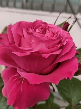 庭院植物四爱一切为了水果