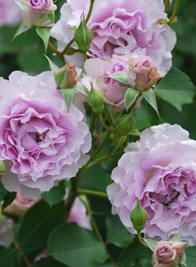 庭院植物新品月季日月灌木大花