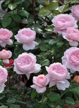 欧月藤本爬藤爬墙月季花苗庭院阳台盆栽花卉赛蔷薇多季开大花月季