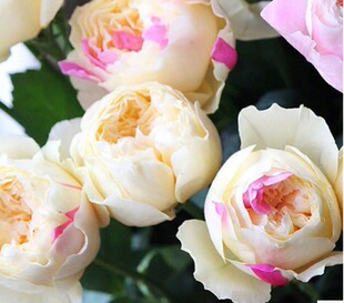 庭院植物风月月季花卉阳台盆栽绿植庭院植物玫瑰扦插苗包子