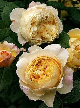 英国奥斯汀浓香月季苗 查尔斯达尔文 灌木月季花多花期长抗病耐寒