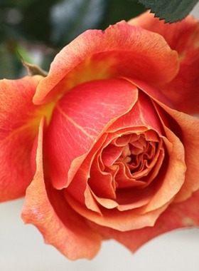 室内月季花苗微型阳台盆栽绿植