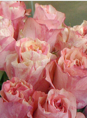 橙色特色庭院阳台盆栽花卉植物