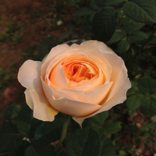 欧月品种月季名 朱丽叶 切花大花月季花卉盆载四季玫瑰花苗花卉