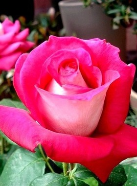 庭院植物贝鲁奇莫尼卡阳台月季