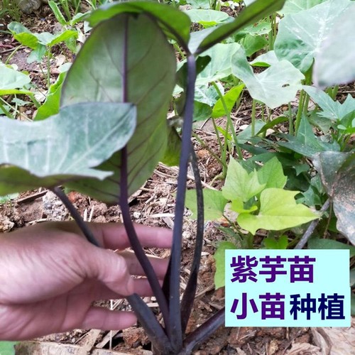 农家蔬菜紫芋带叶根部沾泥现挖
