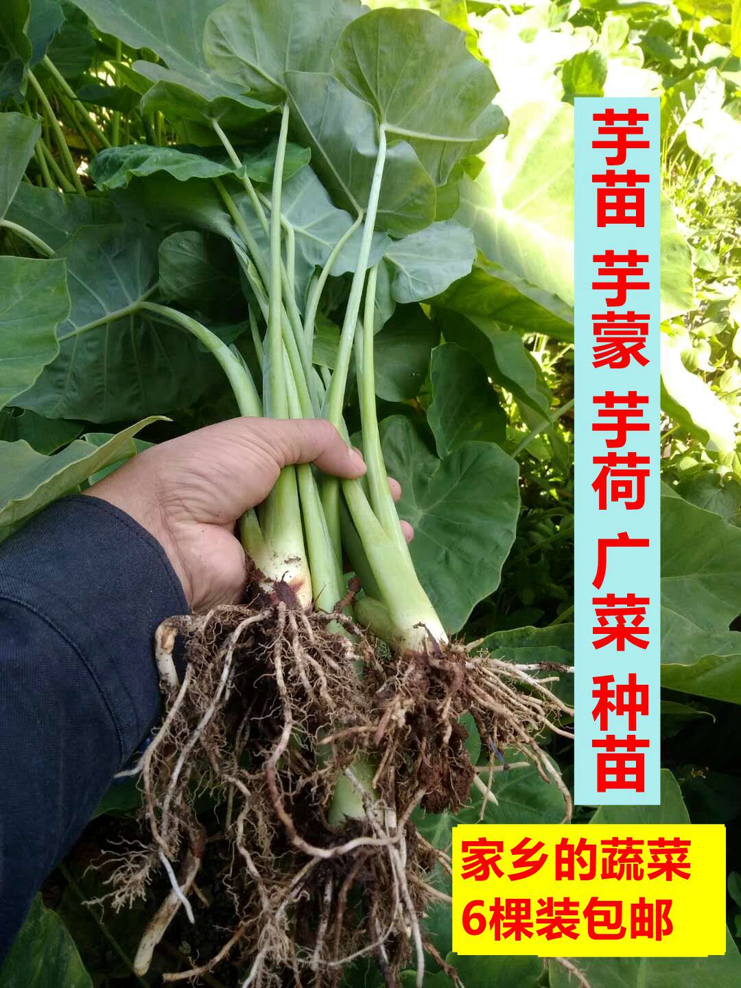 广西芋苗芋蒙芋荷广菜种苗农家蔬菜苗带叶根部沾泥现挖6棵装包邮