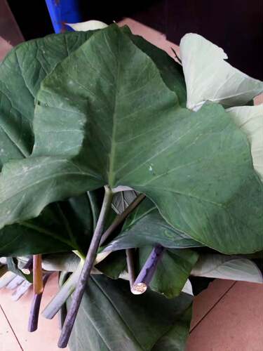 广西新鲜紫芋苗叶紫广菜叶芋蒙叶芋荷叶芋叶农家蔬菜农产品药食