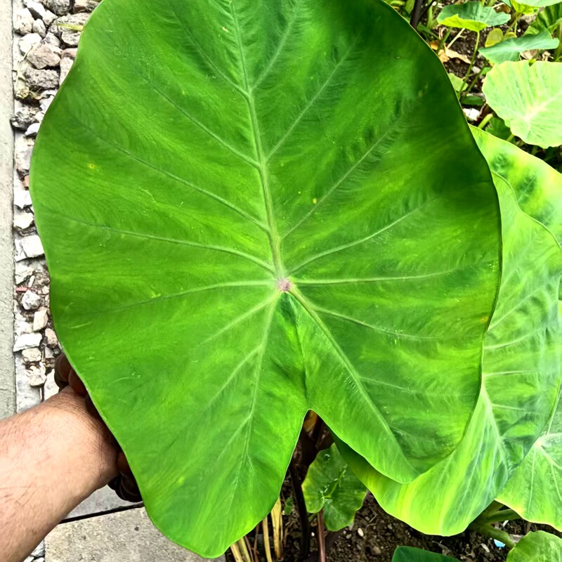 广西新鲜红杆芋叶芋头叶芋苗叶水芋荷叶芋蒙叶现摘发货包邮