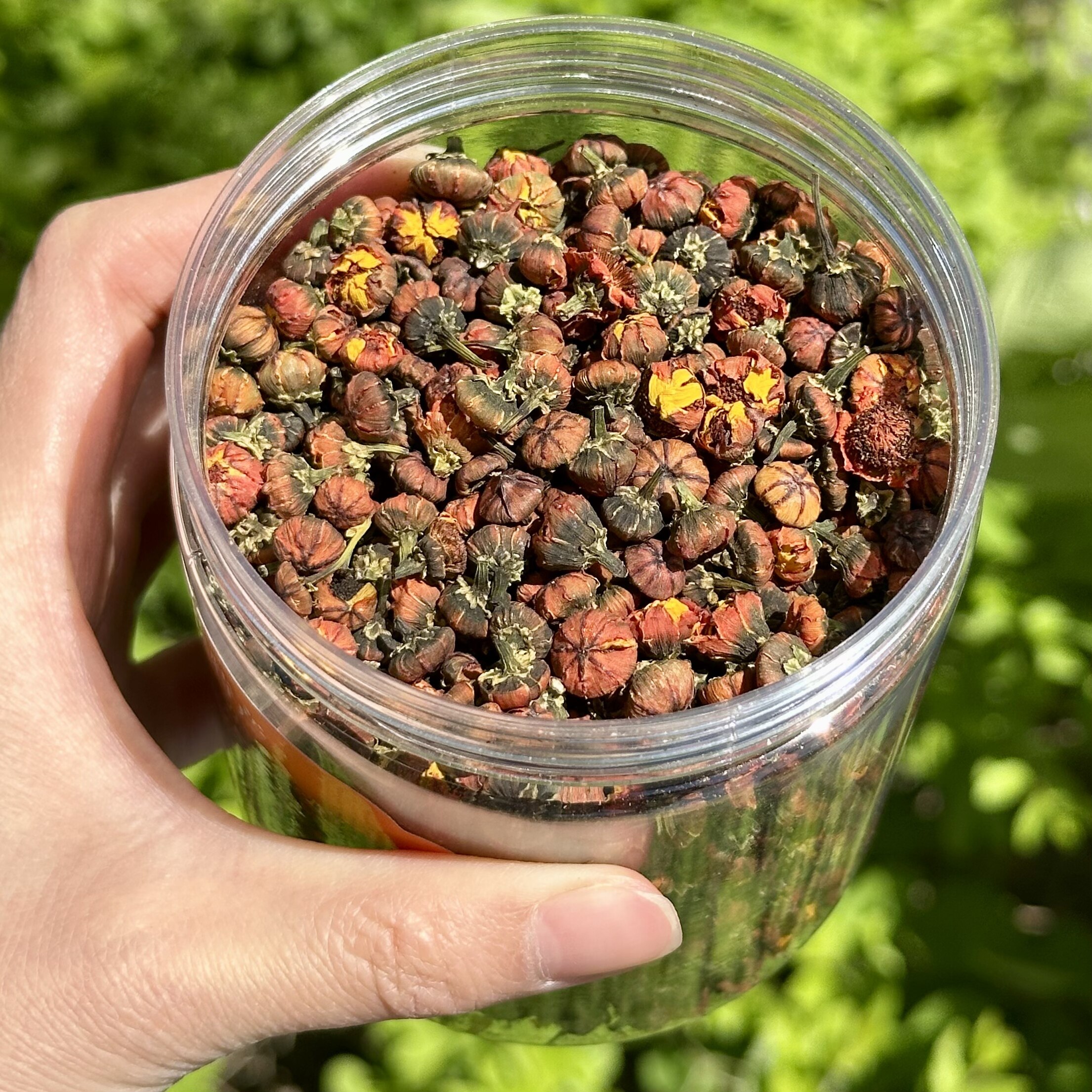 新疆和田胎菊（花蕾）无熏硫天然旅游伴手礼新疆特产