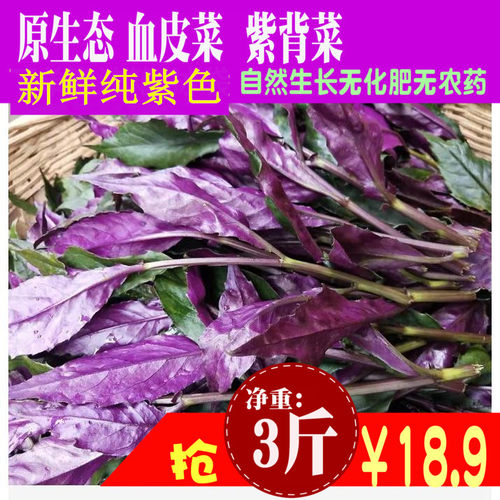 活动价紫背菜蔬菜观音菜血皮菜