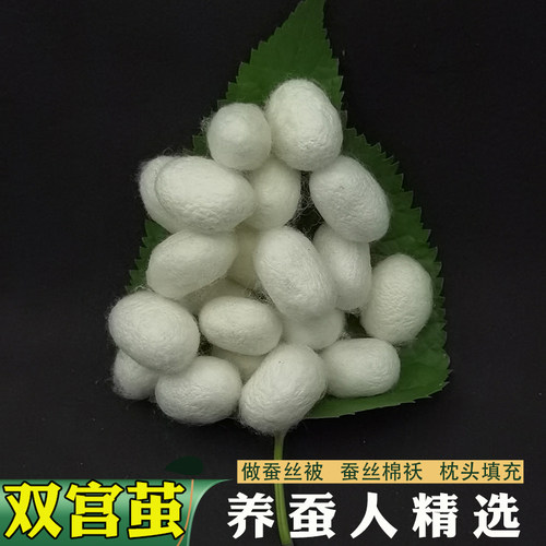 桑蚕干双宫茧可剥茧成丝做被芯等