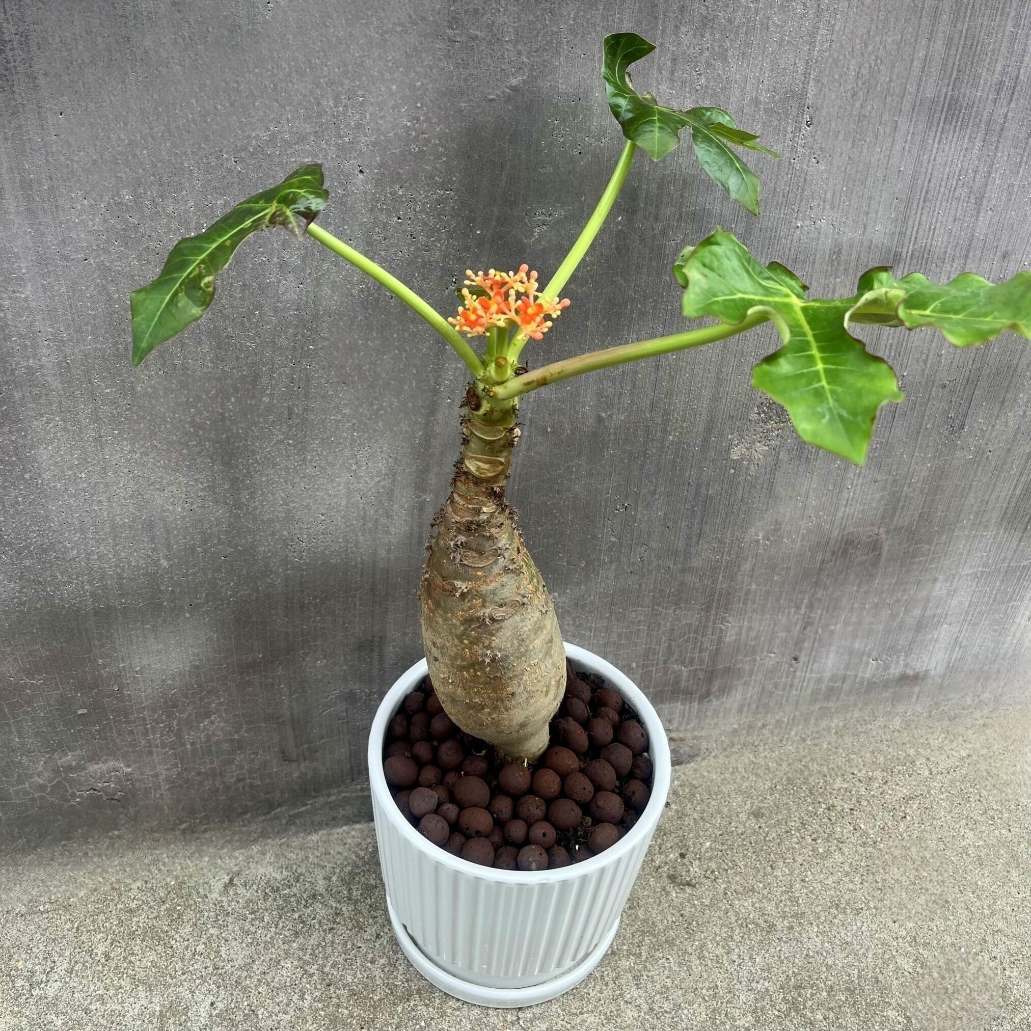 佛肚海棠四季开红花多肉盆栽常青植物大肚海棠室内阳台净化空气