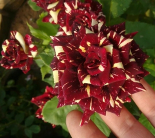 阳台盆栽条纹系列彩色花瓣四季开花流星雨月季花苗浓香型灌木植物