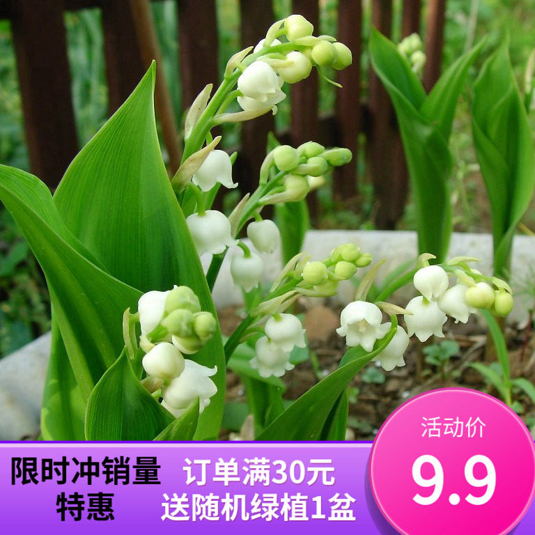 盆栽浓香小型种根植物铃兰花苗阳台庭院室内芳香花卉带芽球根绿植|ruв категории доставка цветов/цветок моделирования/растения садоводства, цветок/овощи и фрукты/газон семян (новая), мяч - от Buy2taobao.com для оказания профессиональной услуги покупки агента Taobao