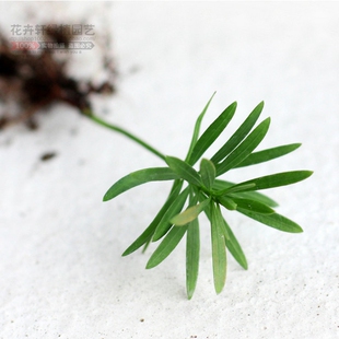 罗汉松盆景微型小盆栽树苗办公室水培花卉植物吸除甲醛进化客气