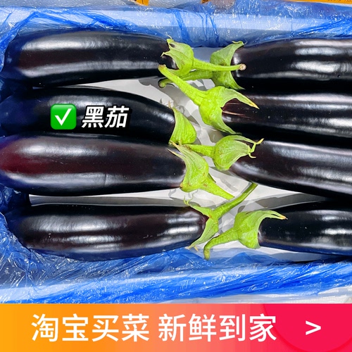 粤菜生态种植黑茄子鲜嫩少籽易入味清香回甘凉拌手撕茄开胃下饭菜