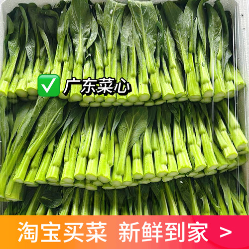 粤菜农家自种广东菜心清晨现摘鲜嫩脆甜无老梗广式盐水菜心食材