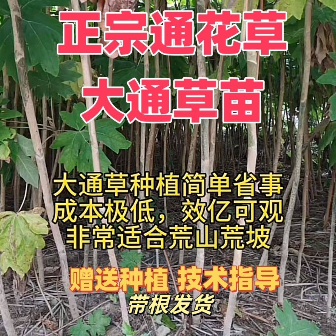 大通草 通草 通花草通花根 大通草苗 通草苗
