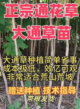 大通草 通草 通花草通花根 大通草苗 通草苗