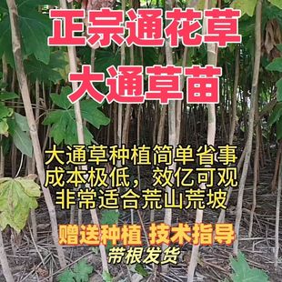 大通草 通草 通花草通花根 大通草苗 通草苗
