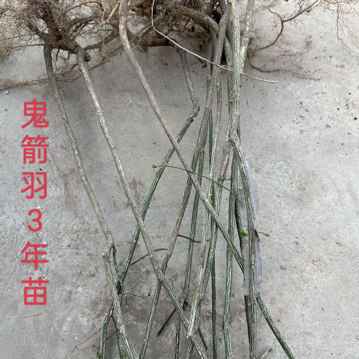 鬼箭羽苗卫矛鬼见愁树苗带翅灌木绿植南北方庭院坡地果园种植