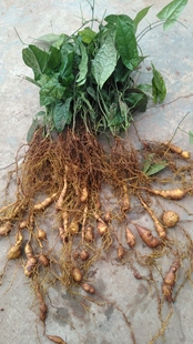 高产爬藤金果榄苗大苗 地苦胆苗驯化苗地苦胆种植苗中药材种苗