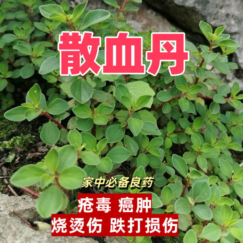 新鲜石蝉草石火伤叶胡食蝉草散血丹胡椒草豆瓣七石马菜