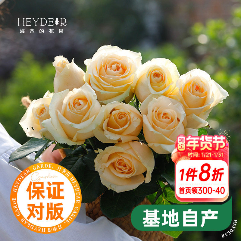 海蒂的花园蜜桃雪山系列直立月季切花玫瑰阳台庭院花卉植物盆栽苗,鲜花速递/花卉仿真/绿植园艺,月季/蔷薇/玫瑰,淘宝优惠券,粉丝福利购,淘宝优惠卷