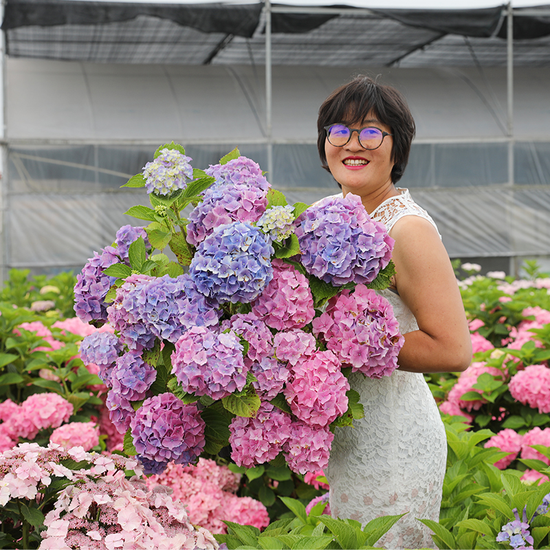 海蒂的花园绣球花苗无尽夏宴会新品绣球庭院阳台易活植物花卉盆栽