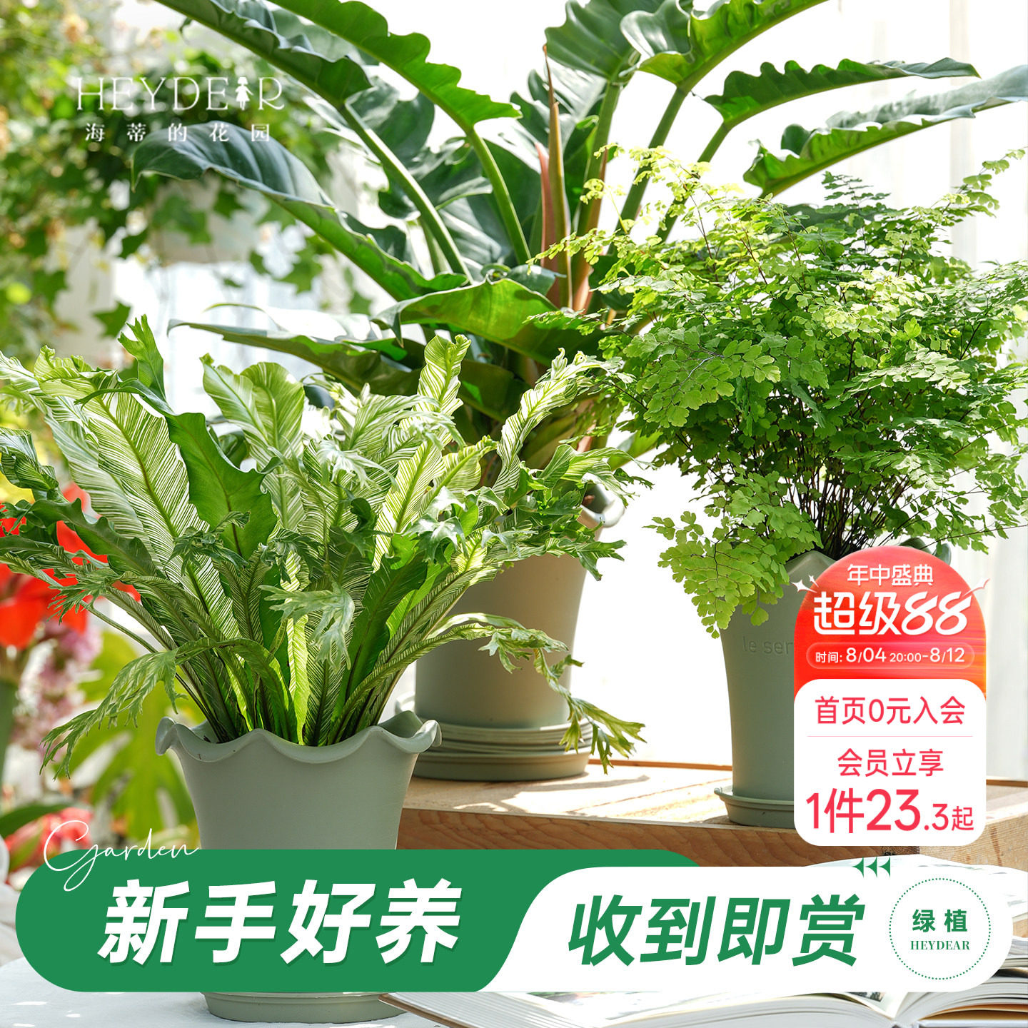 鸟巢蕨秋海棠海芋绿植盆栽带盆