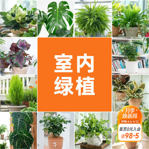 海蒂的花园室内绿植铂金钻龟背竹盆栽室内客厅桌面办公室观叶植物