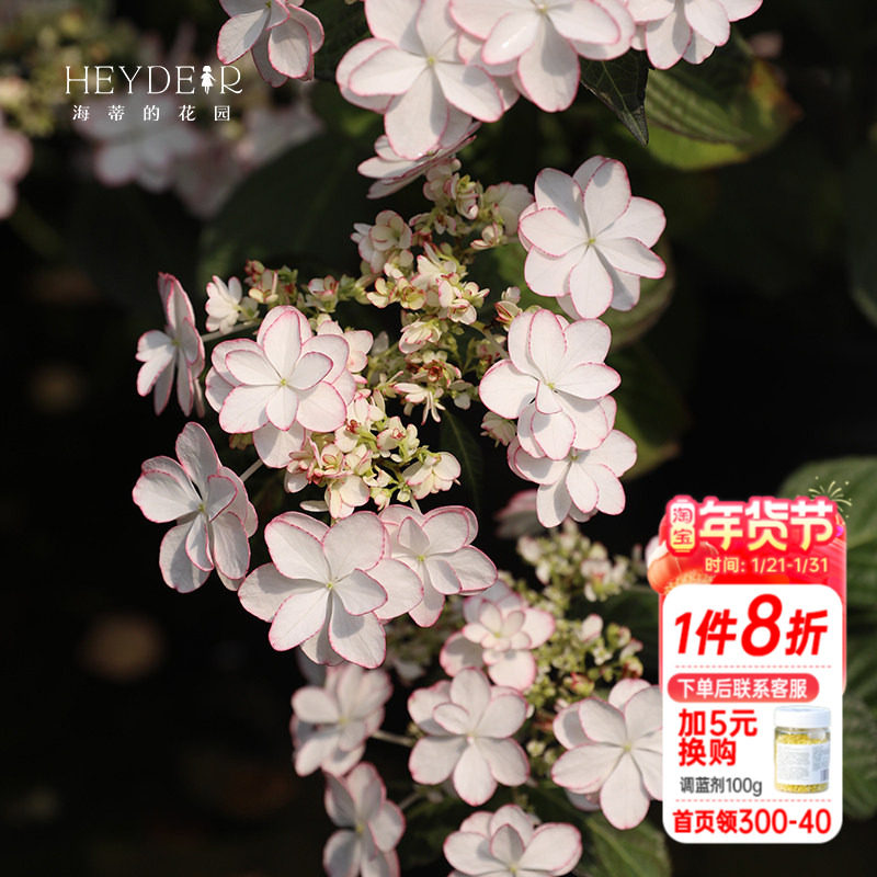 海蒂的花园绣球花苗列伊新品重瓣清新带花边大花阳台植物花卉盆栽,鲜花速递/花卉仿真/绿植园艺,绣球/木绣球/木本植物,淘宝优惠券,粉丝福利购,淘宝优惠卷