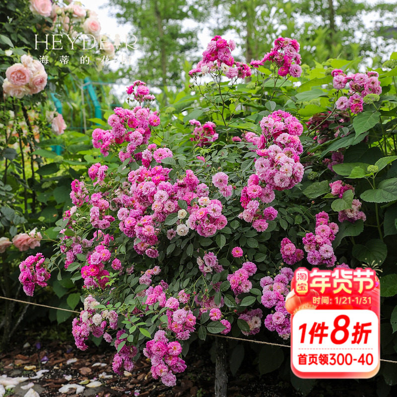 海蒂的花园 甜蜜马车欧月微型月季浓香花多阳台庭院花卉植物盆栽,鲜花速递/花卉仿真/绿植园艺,月季/蔷薇/玫瑰,淘宝优惠券,粉丝福利购,淘宝优惠卷