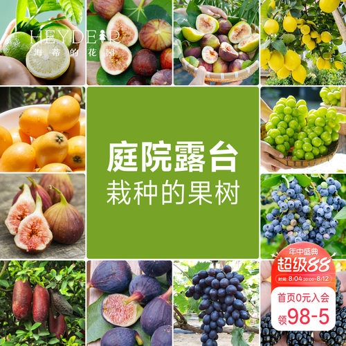 海蒂的花园 果树盆栽香水柠檬葡萄无花果好养果量大庭院易活果苗