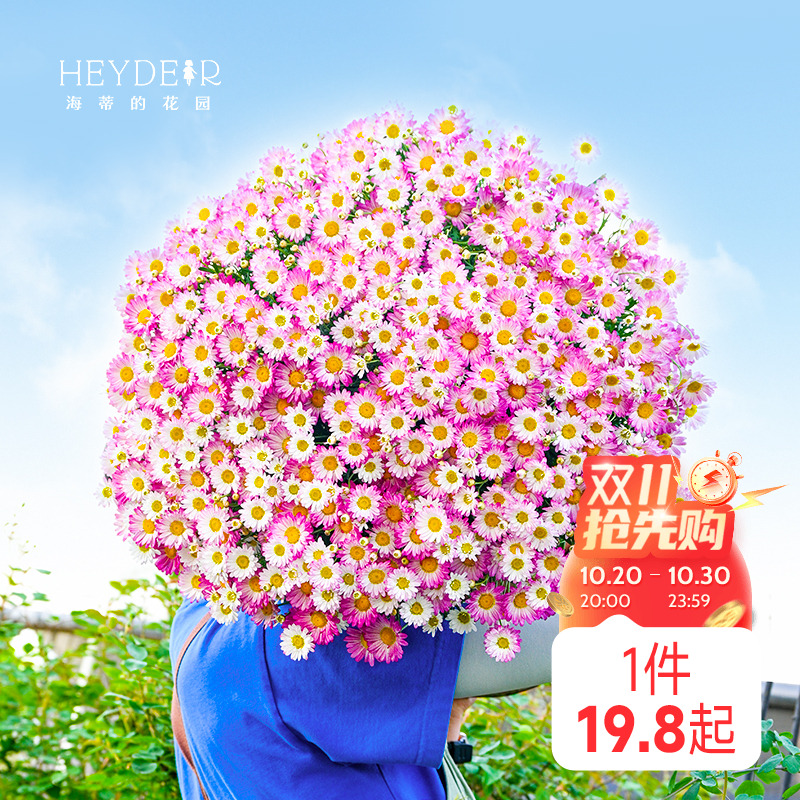 蓝色玛格丽特盆栽草本花卉