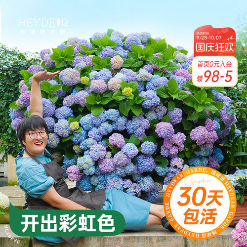 海蒂的花园绣球花苗无尽夏大海蓝万华镜阳台四季种植物树苗盆栽