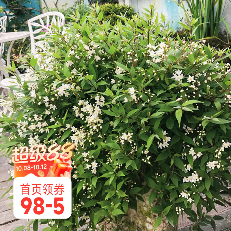海蒂的花园 雪球冰生溲疏庭院阳台楼顶好养护垂吊植物花苗盆栽苗