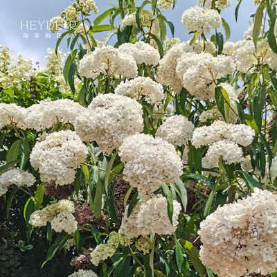 绣球金山新品乔灌木花卉植物