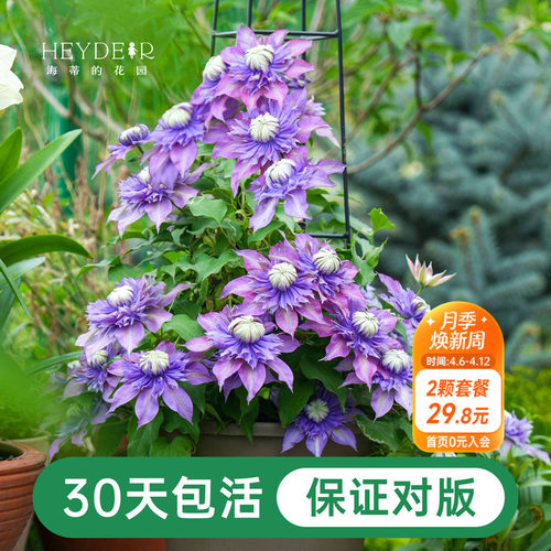 铁线莲乌托邦全国可种一年多次花