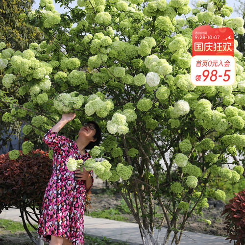 中华木绣球海蒂的花园