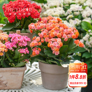 海蒂的花园长寿花盆栽重瓣大花花苗带花苞金狐狸花卉植物室内开花