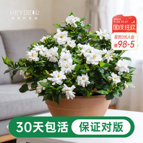 海蒂的花园栀子花盆栽树苗开花浓香花卉植物庭院阳台常绿植物